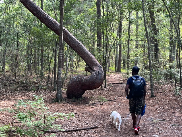 A man and his dog look at a twisted pine tree on the trail.