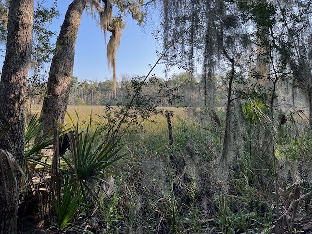 View from the southern terminus of the Hammock Trail.