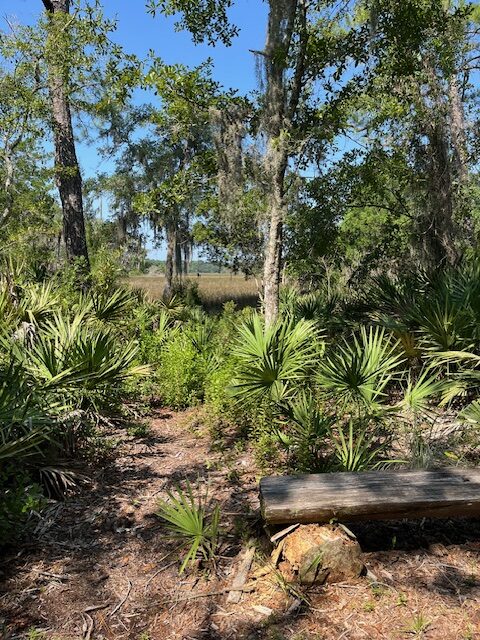 Scenic view from the Piney Loop Trail.