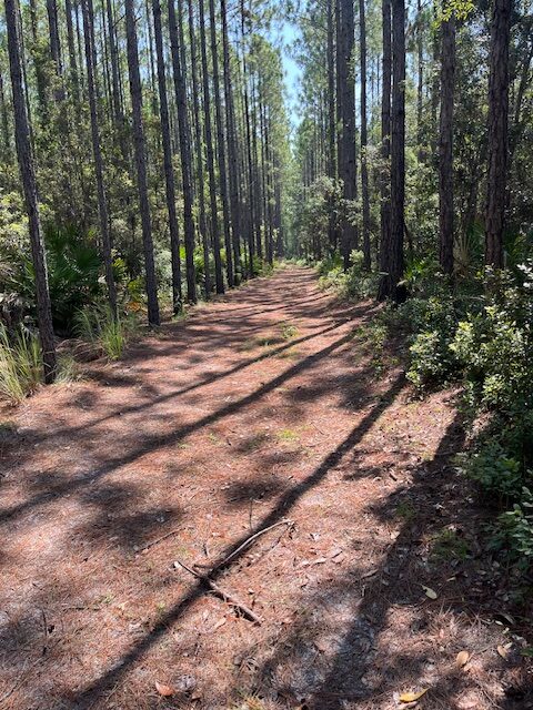 Piney Loop Trail in the Betz-Tiger Preserve.